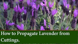 How to Grow Lavender from Cuttings  Easy Propagation Method [upl. by Cerelia]