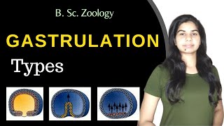 Gastrulation  Types  Developmental Biology  B Sc 3rd year Zoology [upl. by Aibun308]