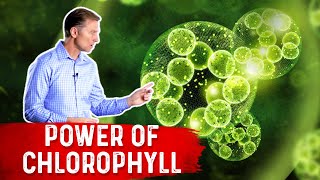 The Power of Chlorophyll for the Gut [upl. by Wanids]