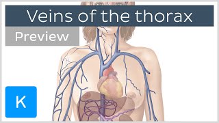 Veins of the thorax preview  Human Anatomy  Kenhub [upl. by Namor]