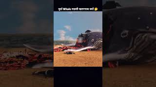 Dead Whale Facts in hindi [upl. by Catharine]