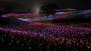 Sensorio Field of Light Paso Robles 111524 [upl. by Otilopih330]