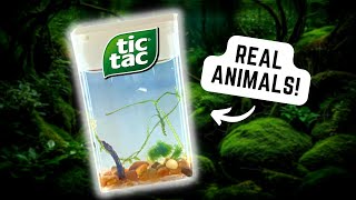 Aquarium with REAL Plants and Animals in Tic Tac Box 🐟🐠 aquarium ecosystem fishtank aquascape [upl. by Hallimaj]