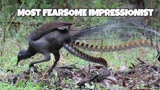 Lyrebirds Are NATURES Greatest Impressionists [upl. by Irahk]