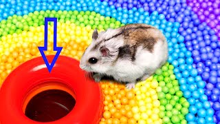 🐹 Hamster Escapes the Pool [upl. by Perce]