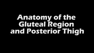 Gluteal Region and Posterior Thigh [upl. by Norabel]