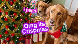 Celebrating My Dogs First Christmas ADORABLE 😍 [upl. by Rekrap301]