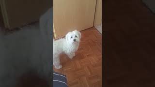 Maltese Puppy barking [upl. by Aimerej519]