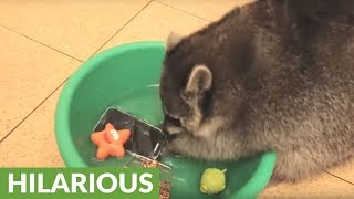 Raccoon decides to wash and rinse owners smartphone [upl. by Mahsih]