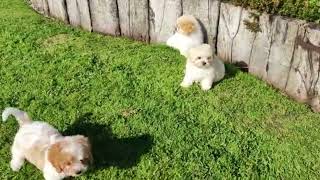 Cavachon Puppies [upl. by Bollinger]