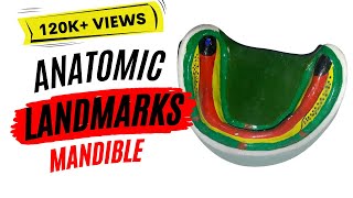 Anatomic landmarks in the mandible [upl. by Sapphire]