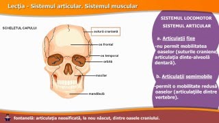 SISTEMUL ARTICULAR SISTEMUL MUSCULAR [upl. by Thinia]