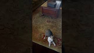 Boston Terrier Zoomies loading run 🏃zoomies bostonterrier [upl. by Prestige748]