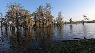 Exploring The Louisiana Bayou [upl. by Notaes]