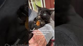 Cats Stealing Human Food 🍗  Funny Cat Compilations shorts cats catsoftiktok [upl. by Ado319]