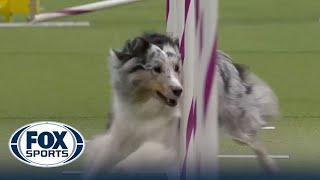 Bee the Shetland Sheepdog wins the 16quot class at WKC Masters Agility  Westminster Kennel Club [upl. by Absa]