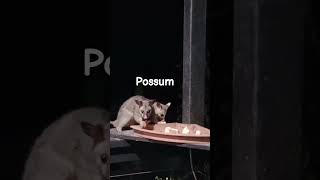 Australia possum shorts nature viralvideo [upl. by Tamara495]