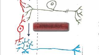 2 Types of Neurons and the Reflex Arc [upl. by Eizle]