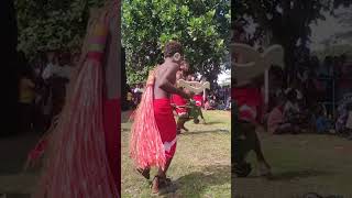 Malaita Day 2024 Lau Dance 1 culturalcelebrations dance short culturaldance [upl. by Aloiv984]