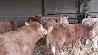 VENTE VIDEO DE 10 BROUTARDS CROISES LIMOUSINS MARDI 28 NOVEMBRE 2023 A SICAFOME [upl. by Mowbray]