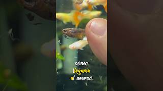 Encontré PEZ Guppy En la BASE de la Pecera de GUPPYS 🫠🐡 betta pezbettas fishtank aquarium [upl. by Ellinger]