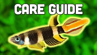 Clown Killifish Care Guide  Stunning 7Colored Killifish for Nano Tanks [upl. by Irma]