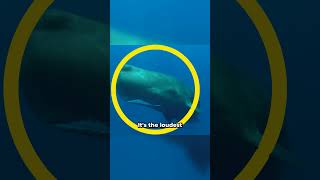 Sperm whales the loudest animals on earth whale whalesounds whalecommunication animals [upl. by Rafaelia]