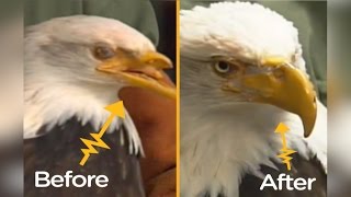 Bald Eagle Shot In The Face Gets 3DPrinted Beak  The Dodo Tech [upl. by Pelligrini]