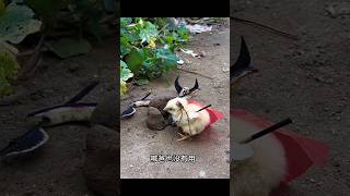 Chiki fight korloyoutube funny shorts [upl. by Trant]