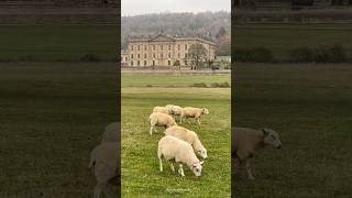 Autumn in Beautiful Chatsworth House Estate Derbyshire shorts peakdistrict derbyshire autumn [upl. by Walford]