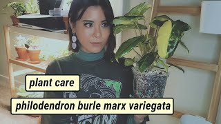 PLANT CARE  Philodendron Burle Marx Variegata Care Tips [upl. by Araiek]