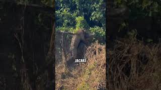 ONÇA CAÇANDO JACARÉ ENTENDA ESSE ANIMAL onça jacaré fatos curiosidades viralshorts [upl. by Anita267]