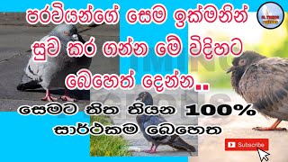 පරවියන්ගේ සෙම ලෙඩේට සාර්ථකම බෙහෙත් සහා දෙන පිලිවෙල [upl. by Eelidnarb800]