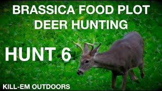 Brassica Food Plot HUNT 6 [upl. by Moser]