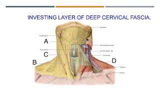 Anatomy of the neck [upl. by Sharron]