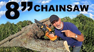 Do CHAINSAWS and CATS mix [upl. by Arvie]