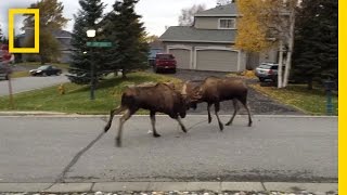 Watch Moose Fight in a Quiet Alaska Suburb  National Geographic [upl. by Liebman]