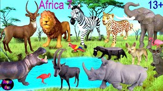 Animals  Lion Elephant Leopard Rhino Hippo Zebra 13 [upl. by Schmidt]