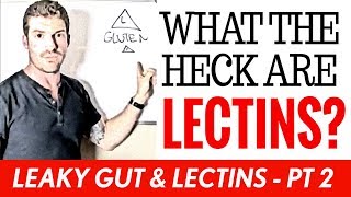 What Are Lectins amp Why are They Bad  Leaky Gut amp Lectins  Pt 2 [upl. by Sidnala90]