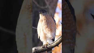 Ever wonder what a Coopers Hawk sounds like Shorts [upl. by Vasilek265]