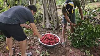 DAY 6  OUR VACATION IN PHILIPPINES 2024ANG DAMI NG RAMBUTAN [upl. by Falzetta]