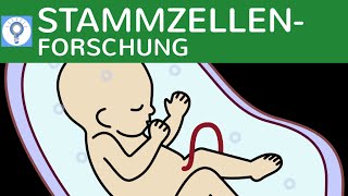 Stammzellenforschung  Totipotente amp Pluripotente Stammzellen amp Embryonenschutzgesetz [upl. by Alliuqat]