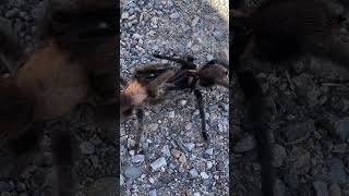 It’s tarantula mating season Full video Soon [upl. by Aggappe789]