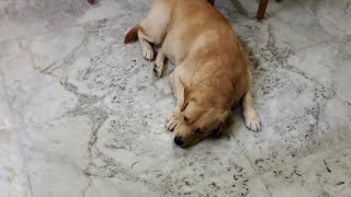 CRIMEMASTER COCO  THE LABRADOR is live [upl. by Hanoy]