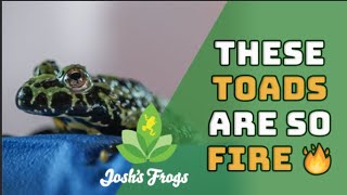 FireBellied Toad Species Spotlight  Joshs Frogs [upl. by Gainor]