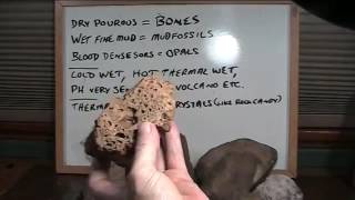 Mudfossils Part 1 The story of soft tissue fossilization in wet conditions [upl. by Nations]