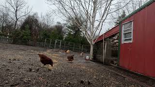 Chicken TV Ep 135 4K Back Yard Chickens Continuous Footage Rooster Crowing Hens Clucking asmr [upl. by Corey]