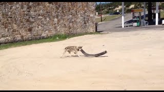 Friends dog Husky hunting for a rabbit and KILLED it  MicBergsma [upl. by Saerdna]