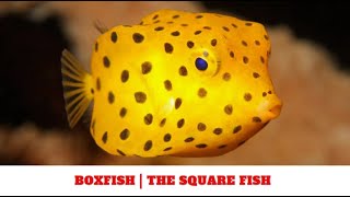 Boxfish  The Square Fish [upl. by Mayman]