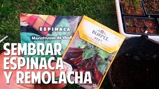 Cómo plantar espinaca y remolacha  Asociación de cultivos cosasdeljardin [upl. by Yelkreb]